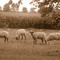 sheep