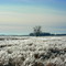 Frozen Grass