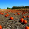 Pumpkins