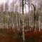 Oregon Aspen trees with red brush