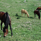 Horses Grazing in Spring in Rowlett, Texas