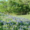 Texas Blue Bonnets