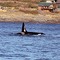 Orca