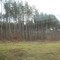 Line of Trees