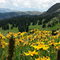 Wildflowers at Eccles Pass