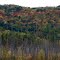 Changing Trees, Conesus Inlet