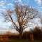 Torture Tree in Boyd-Parker Memorial Park