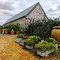 The Pink Geranium Nursery