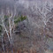White Trees before the snow, Rock Bridge Mem. State Park, Missouri