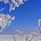 Frozen frost and snowy field, Columia, MO