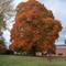 Giant Oak in Fall