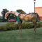 metal horse sculpture, Landmark Bank, Columbia, MO