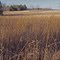 Prairie Grasses, Karst Trail, Rock Bridge SP, Missouri