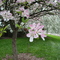 Crab apple blossom OARDC 4-23-06
