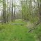 Abandoned Railroad Grade through Swamp