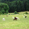 Alpaca Stop - Northwest Tandem Rally 2008 McMinville