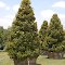 Pear Tree Nursery Canton Texas