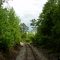 Tall pines