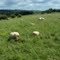 2009-06-21 Organic Sheep Farm
