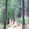 Mt. Buckhorn Trail