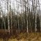 Birch Grove