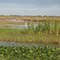 White Egrets on Sarno Flats