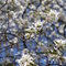 Bradford pear tree in bloom
