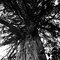 Cemetery shade tree