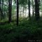 morning sun in woods, Glade Run Lake