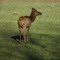 Elk