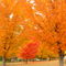 Cazenovia autumn