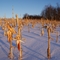 Winter Corn Field