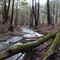 upland forest stream fed by wetland spring