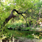 Creek with Overhanging Tree August 2001