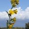 Sunflower on Fort Hood