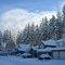 Snowclad Evergreens