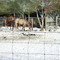 rare snow, 25 Dec 2004