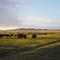 Save The Buffalo Bisons Herds!!!