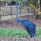 Bird Schulpture  #2...Bird Sanctuary...Swainsboro, Georgia