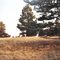 Elk on the move @ Negrito, New Mexico