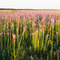 Diamond Grove Prairie, Blazing Star in bloom by the thousands.