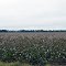 Cotton Field