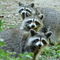 The Three Raccoon On A Hot Afternoon (i)