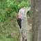 Pileated Woodpecker by Little Tennessee River