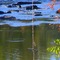 Little Tennessee River rope swing
