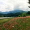 NC Roadside Beautification Project
