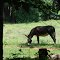 Superhero Masked Donkey ~ has ability to display faces on shoulder