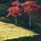 Two Autumn Trees in Sunshine and Shadow (i)