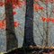 November Oak (i)