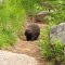 Porcupine on Mount Ascutney